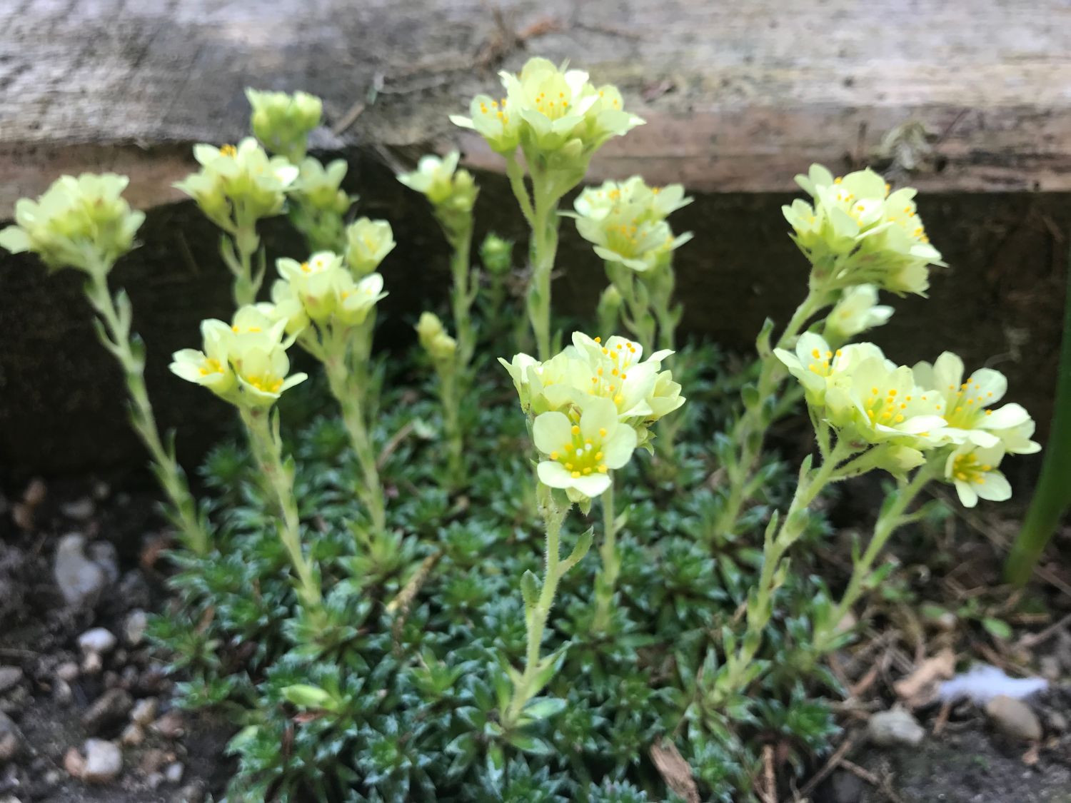 Moos-Steinbrech 'Gregor Mendel' - Saxifraga x apiculata 'Gregor Mendel'