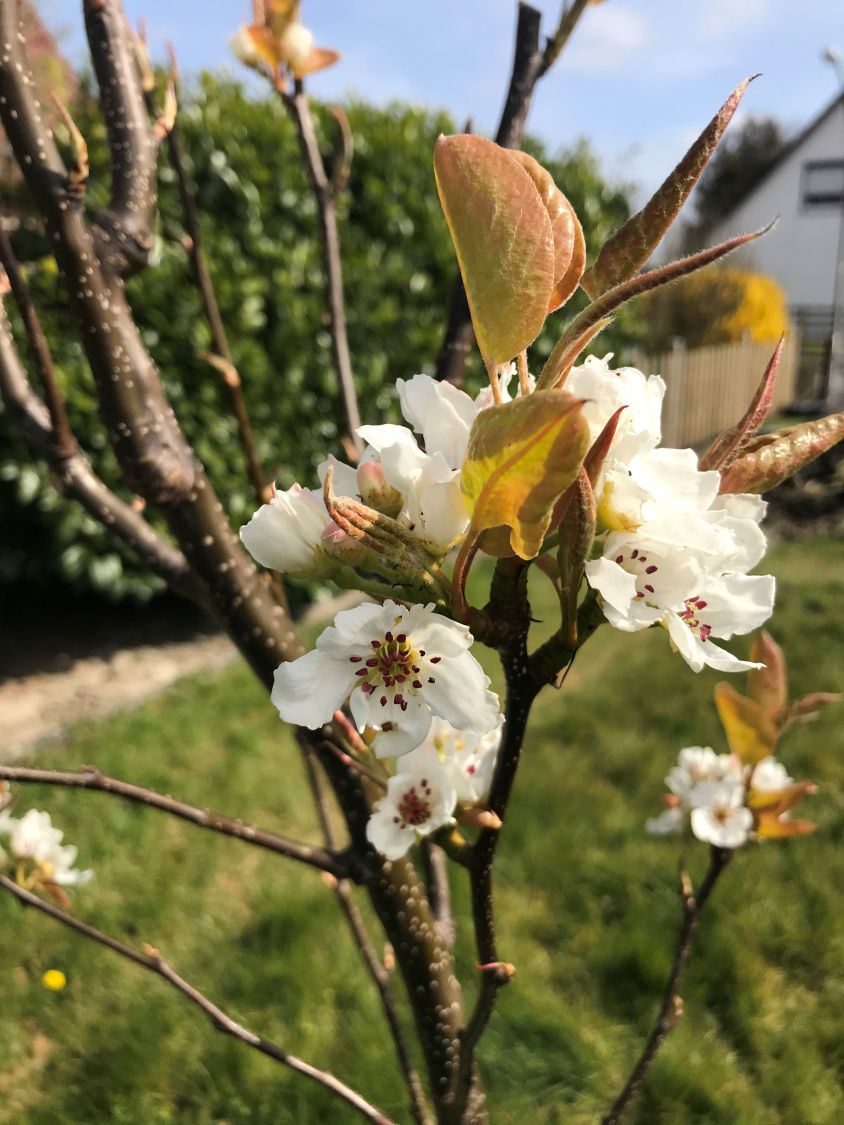 Nashi / Asienbirne / Asiatische Apfelbirne 'Chojuro' - Pyrus pyrifolia 'Chojuro'