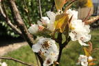 Nashi / Asienbirne / Asiatische Apfelbirne 'Chojuro' - Pyrus pyrifolia 'Chojuro'