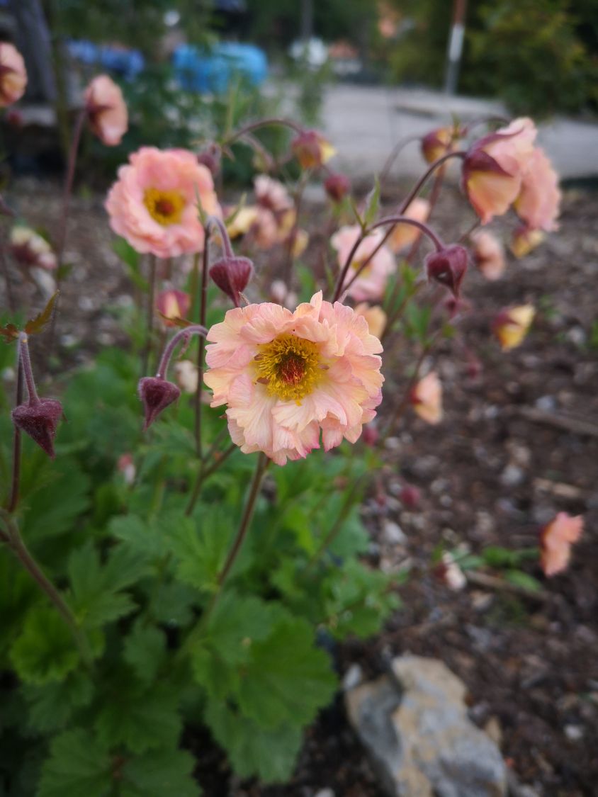 Nelkenwurz 'Mai Tai' ® - Geum chiloense 'Mai Tai' ®