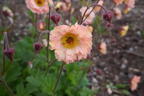 Nelkenwurz 'Mai Tai' ® - Geum chiloense 'Mai Tai' ®