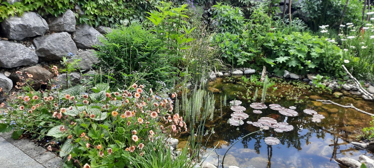 Nelkenwurz 'Mai Tai' ® - Geum chiloense 'Mai Tai' ®