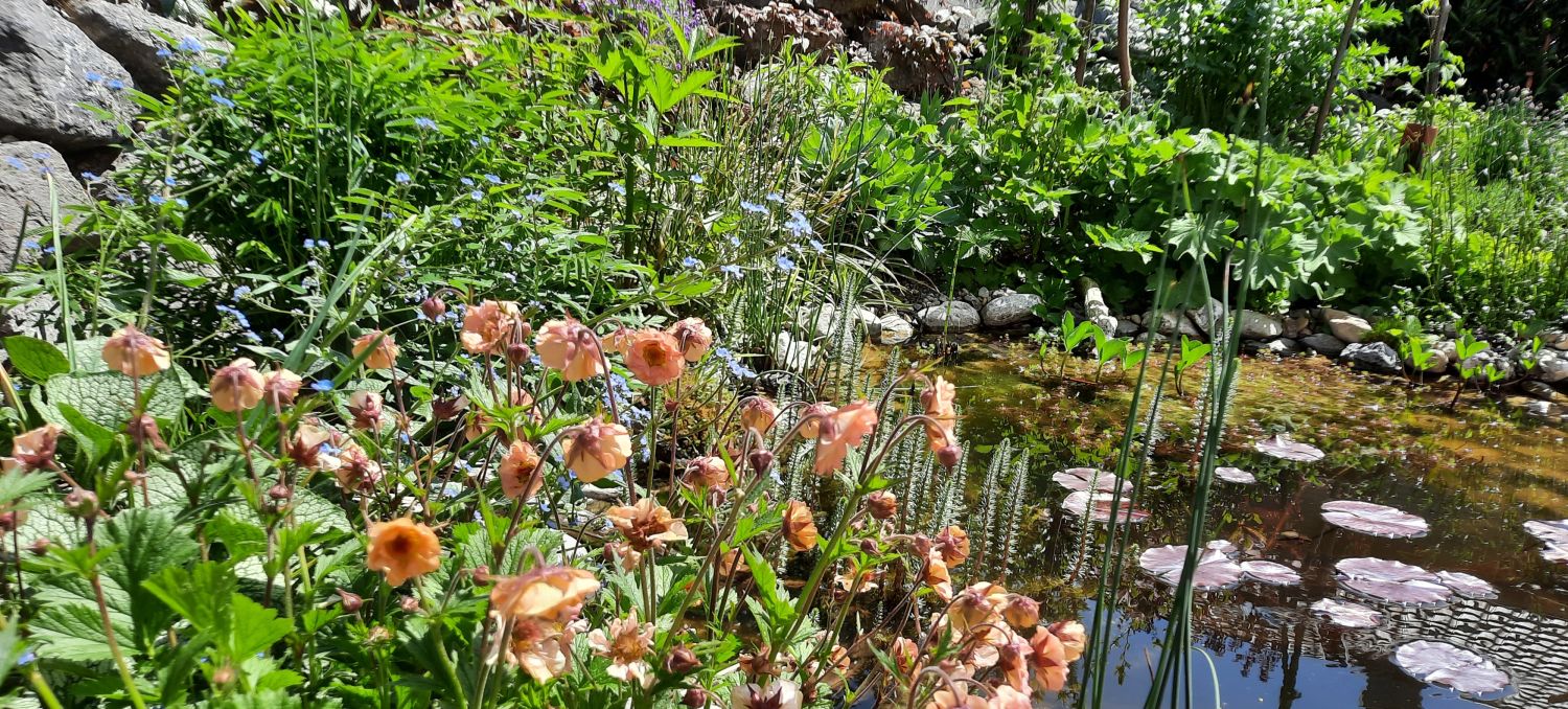 Nelkenwurz 'Mai Tai' ® - Geum chiloense 'Mai Tai' ®