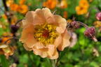 Nelkenwurz 'Mai Tai' ® - Geum chiloense 'Mai Tai' ®