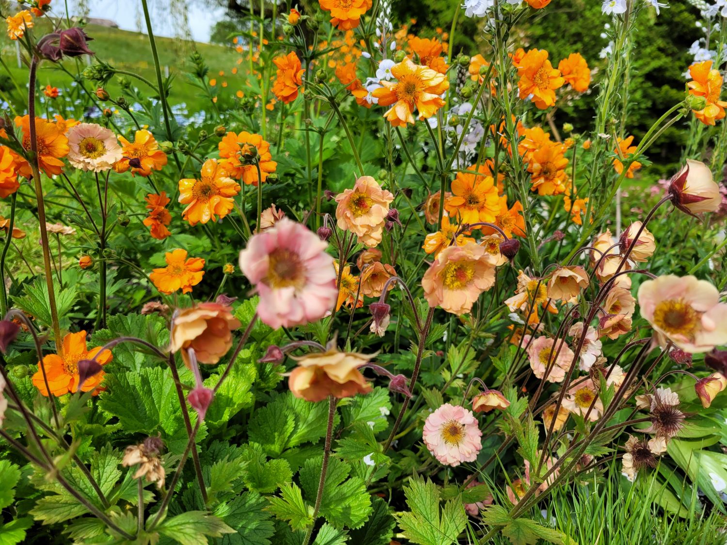 Nelkenwurz 'Mai Tai' ® - Geum chiloense 'Mai Tai' ®