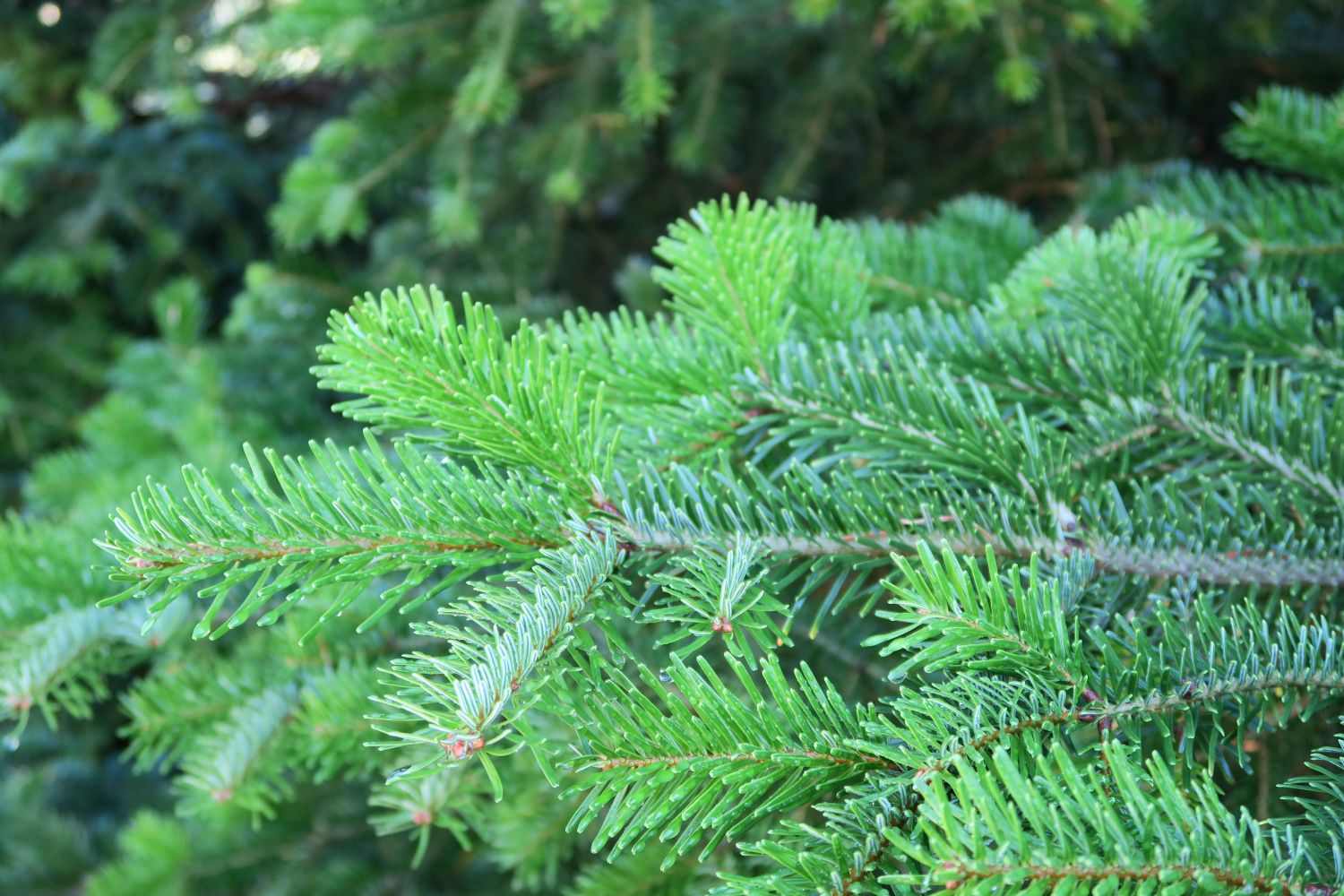 Nordmann Tanne / Kaukasus-Tanne - Abies nordmanniana