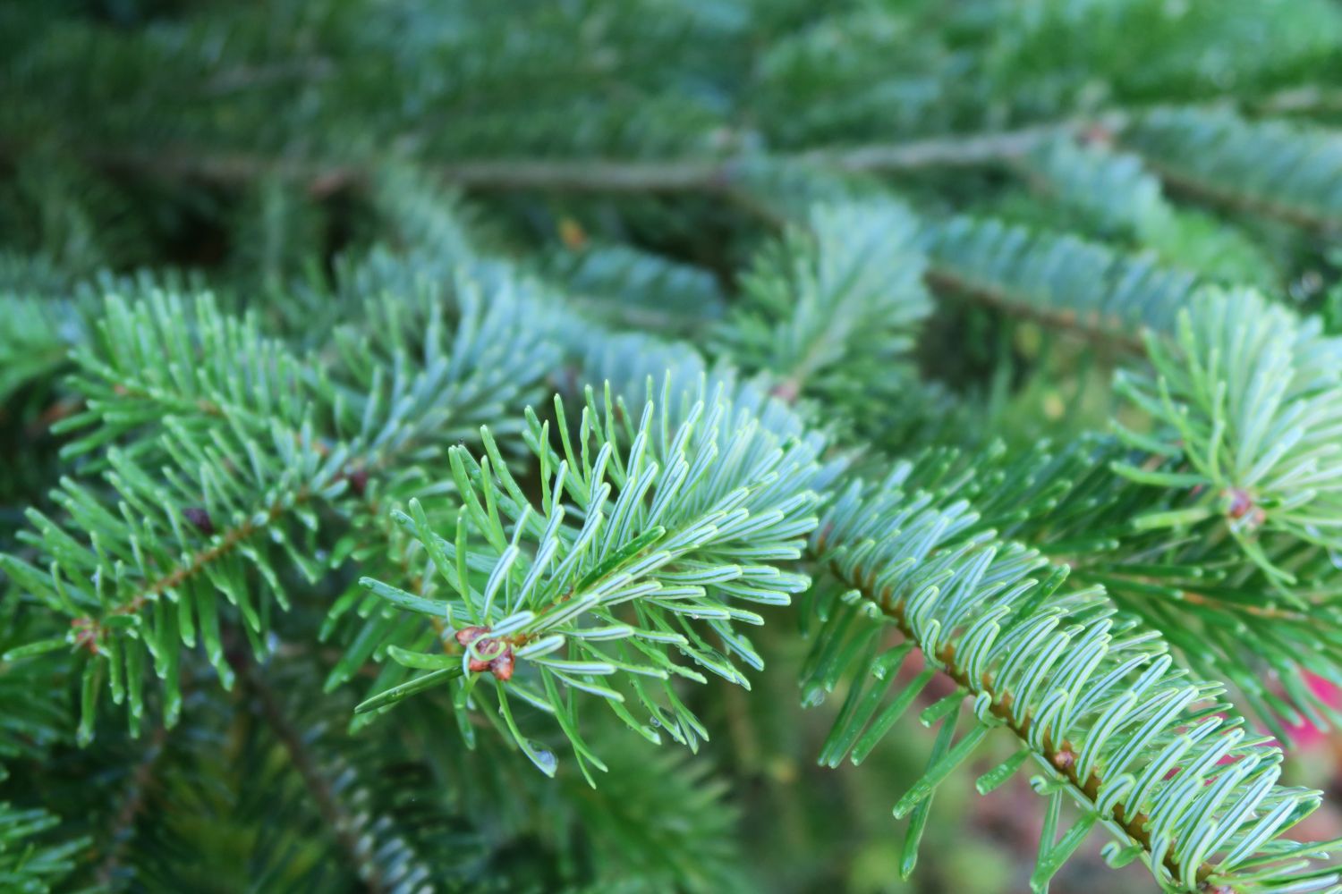 Nordmann Tanne / Kaukasus-Tanne - Abies nordmanniana