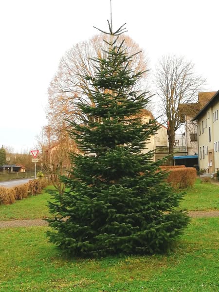 Nordmann Tanne / Kaukasus-Tanne - Abies nordmanniana