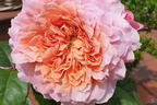 Nostalgie®-Edelrose 'Eisvogel' ® - Rosa 'Eisvogel' ®