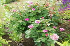 Nostalgie®-Edelrose 'Eisvogel' ® - Rosa 'Eisvogel' ®