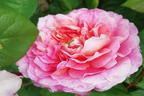 Nostalgie®-Edelrose 'Eisvogel' ® - Rosa 'Eisvogel' ®