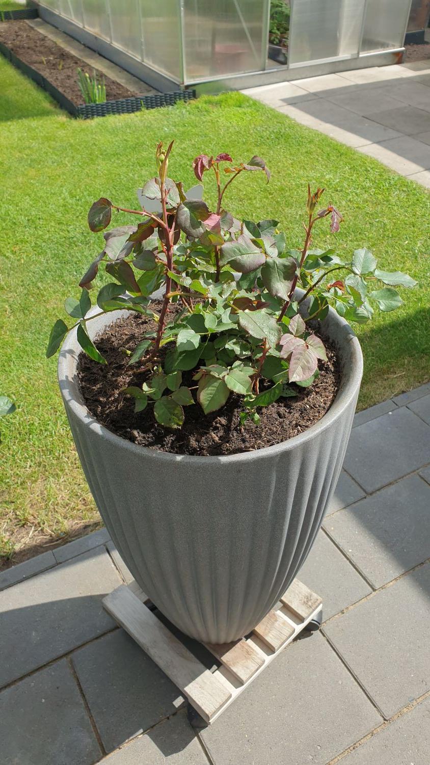 Nostalgie®-Edelrose 'Gospel' ® - Rosa 'Gospel' ®