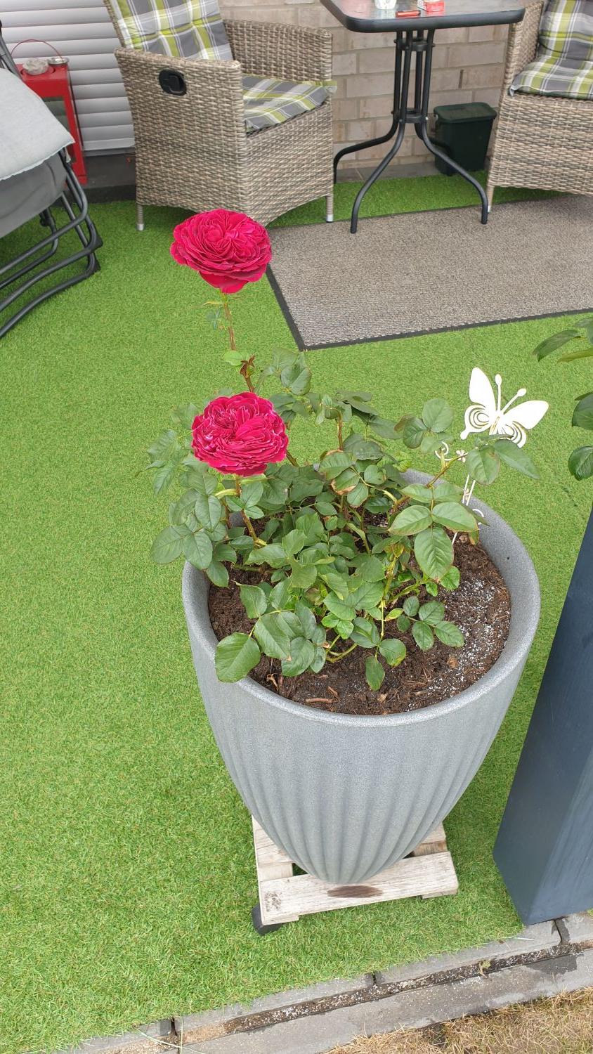 Nostalgie®-Edelrose 'Gospel' ® - Rosa 'Gospel' ®