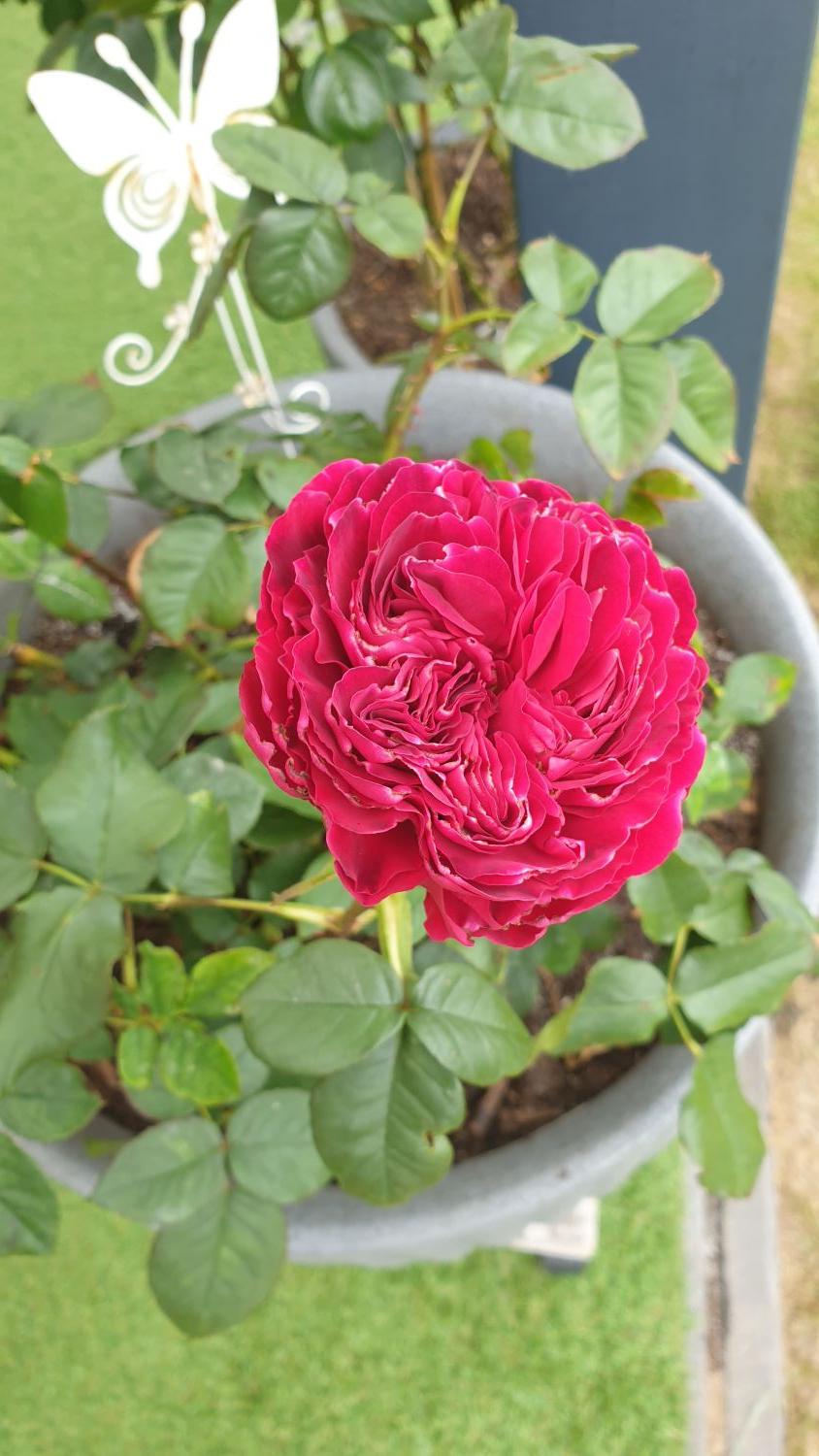 Nostalgie®-Edelrose 'Gospel' ® - Rosa 'Gospel' ®