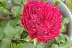 Nostalgie®-Edelrose 'Gospel' ® - Rosa 'Gospel' ®