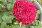 Nostalgie®-Edelrose 'Gospel' ® - Rosa 'Gospel' ®