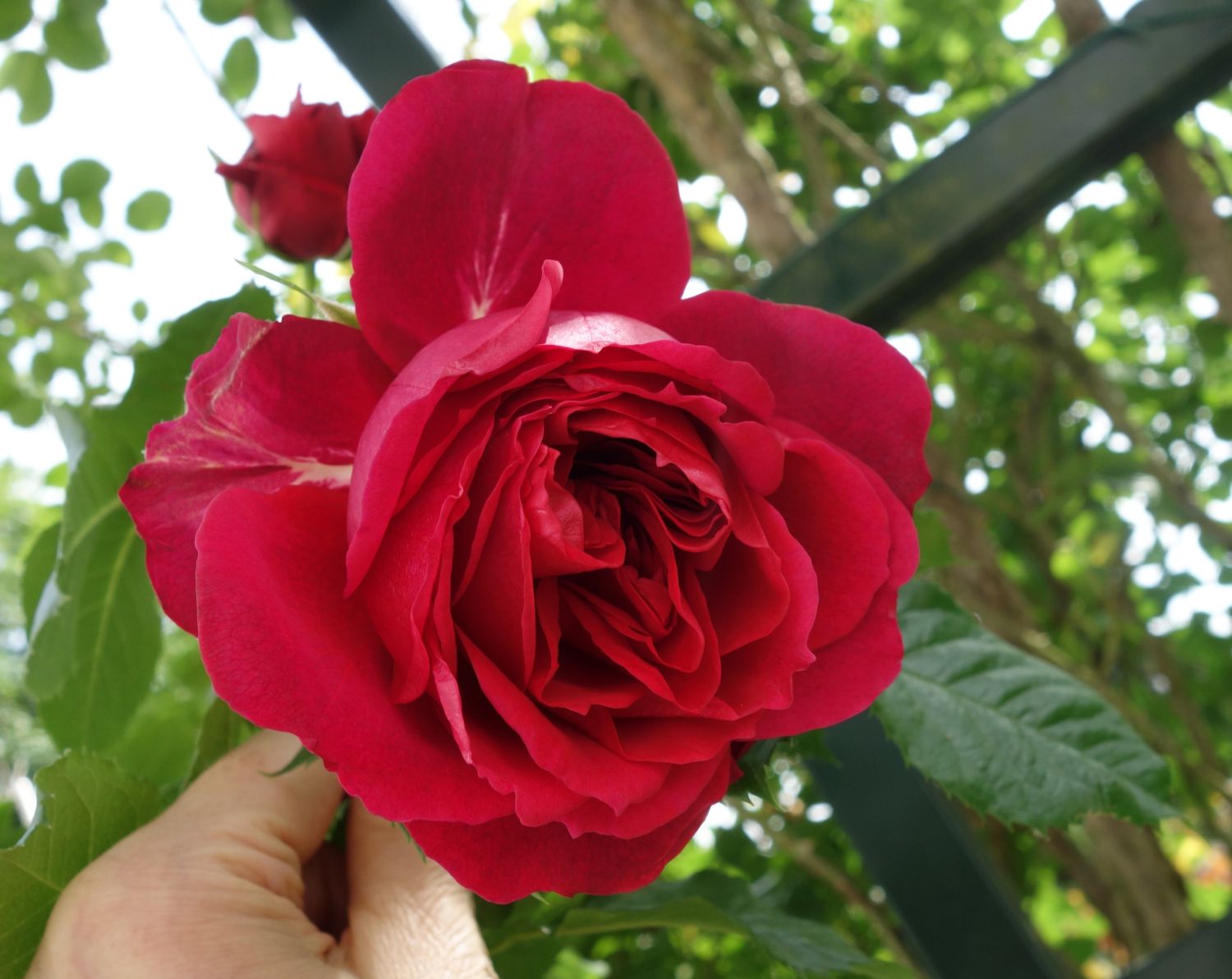 Nostalgie®-Strauchrose 'Soul' ® - Rosa 'Soul' ® ADR-Rose