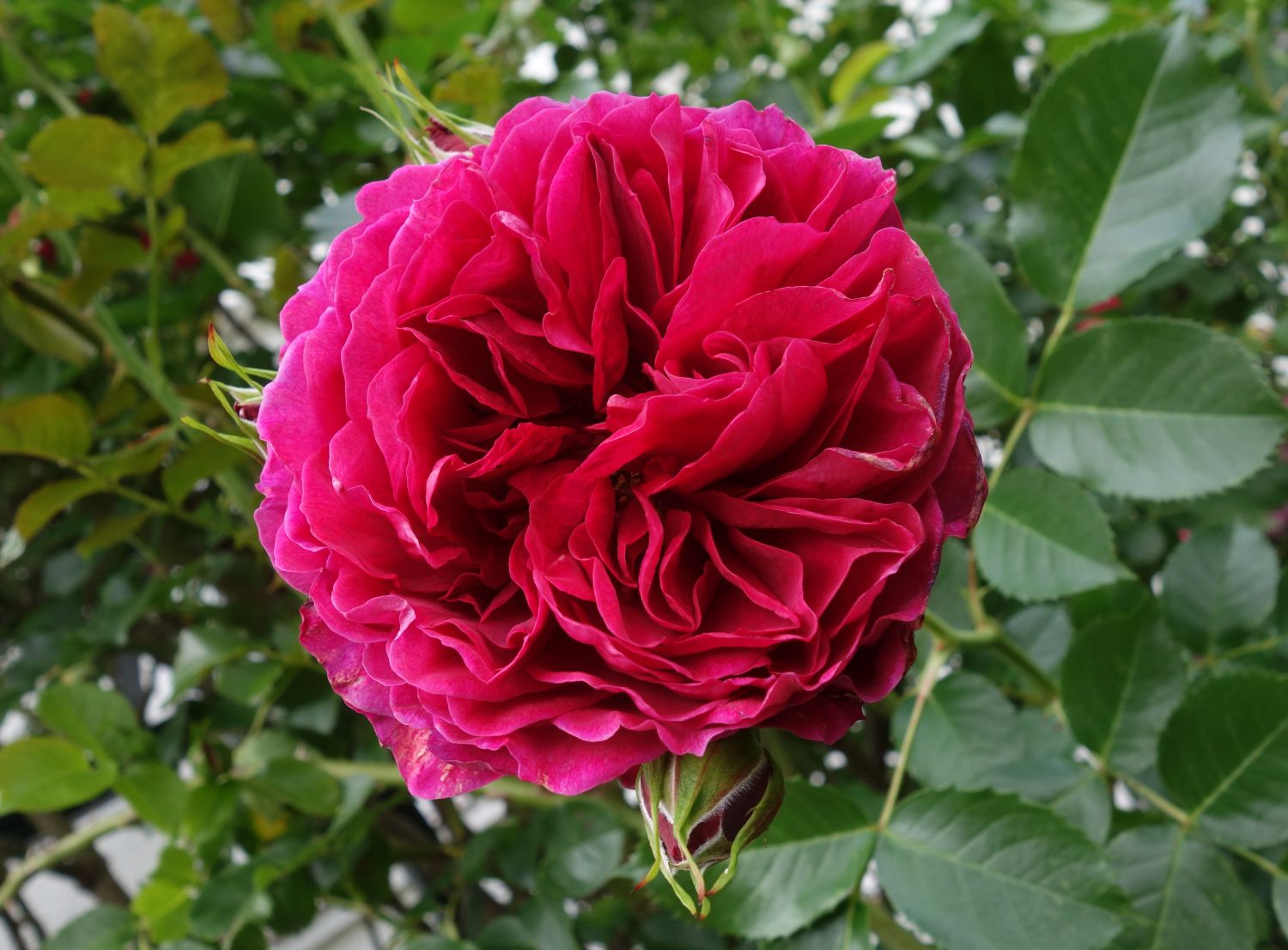 Nostalgie®-Strauchrose 'Soul' ® - Rosa 'Soul' ® ADR-Rose