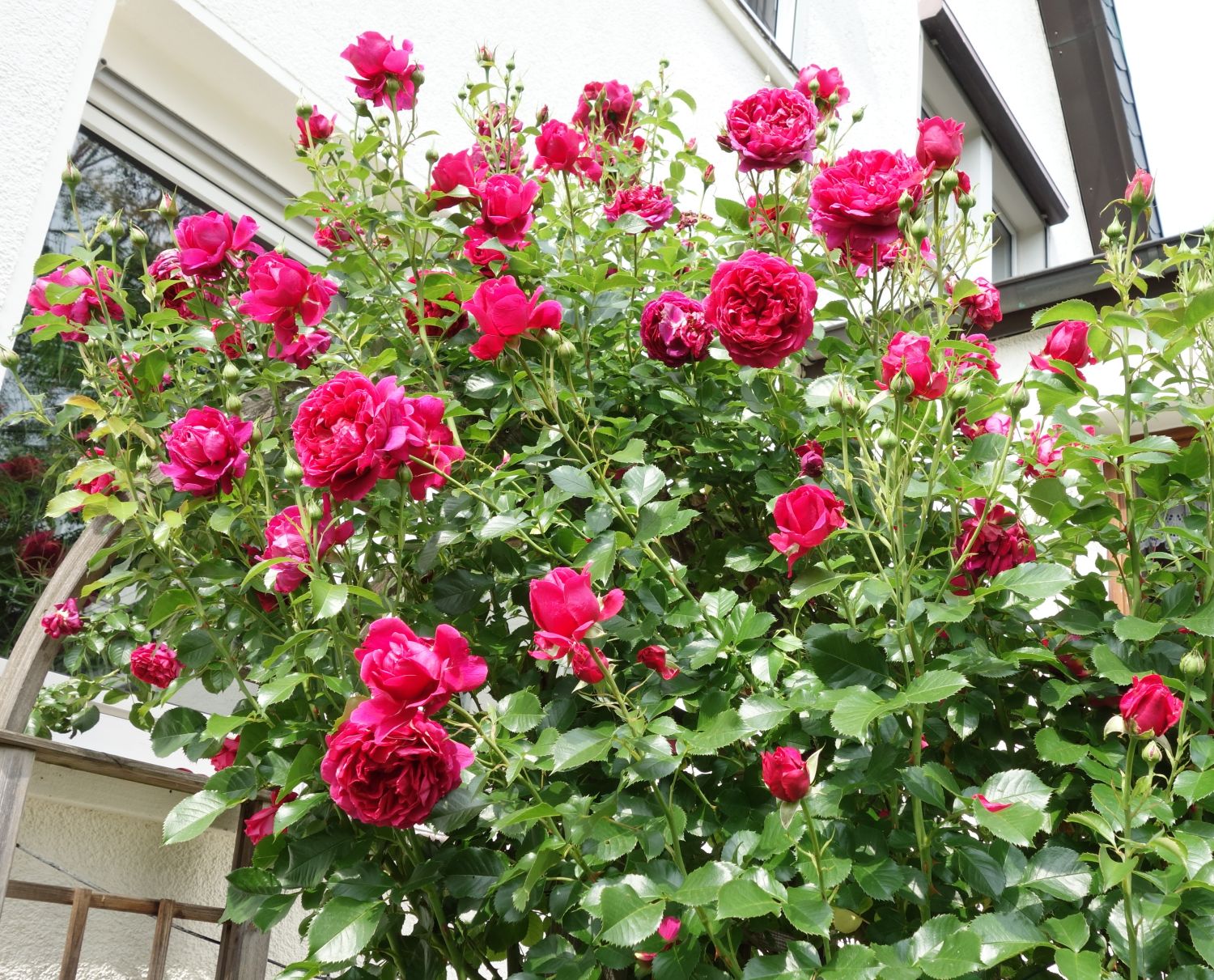 Nostalgie®-Strauchrose 'Soul' ® - Rosa 'Soul' ® ADR-Rose