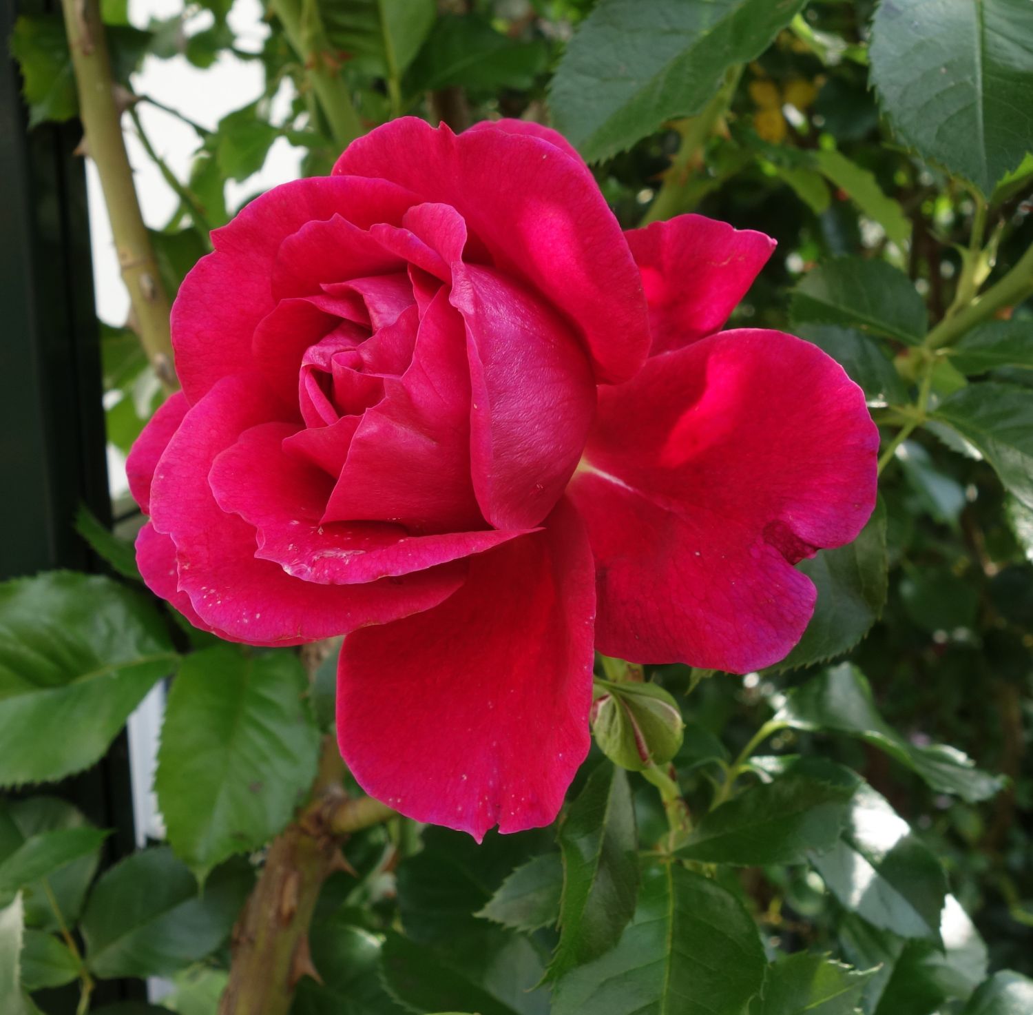 Nostalgie®-Strauchrose 'Soul' ® - Rosa 'Soul' ® ADR-Rose