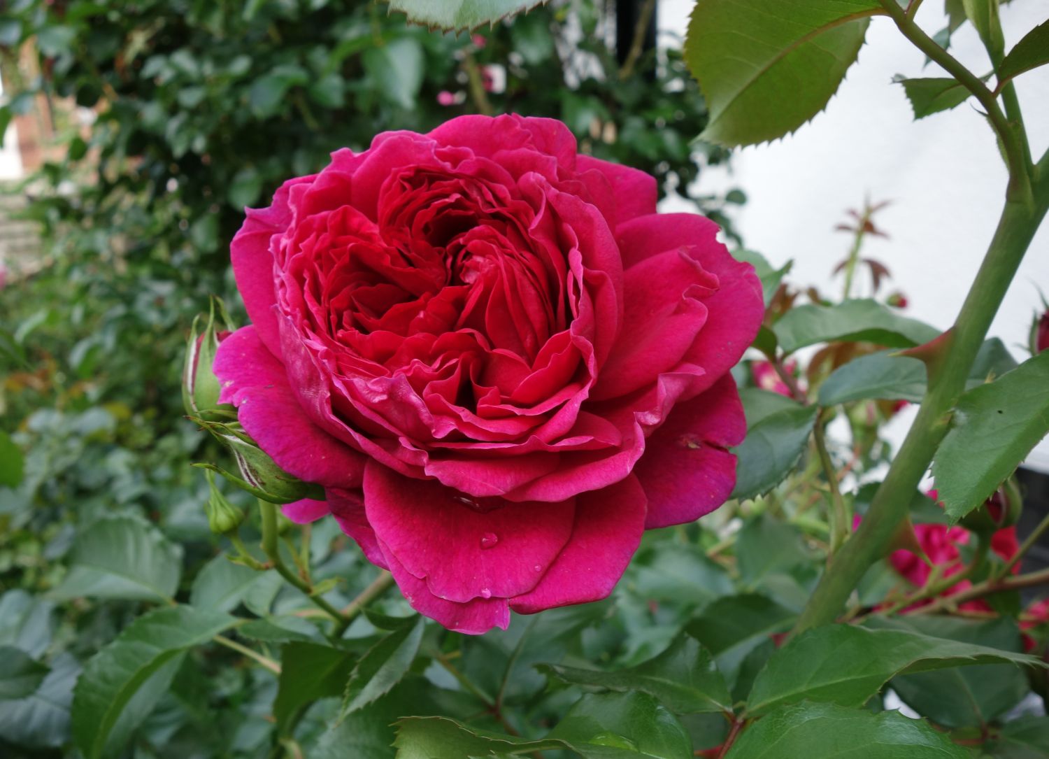 Nostalgie®-Strauchrose 'Soul' ® - Rosa 'Soul' ® ADR-Rose