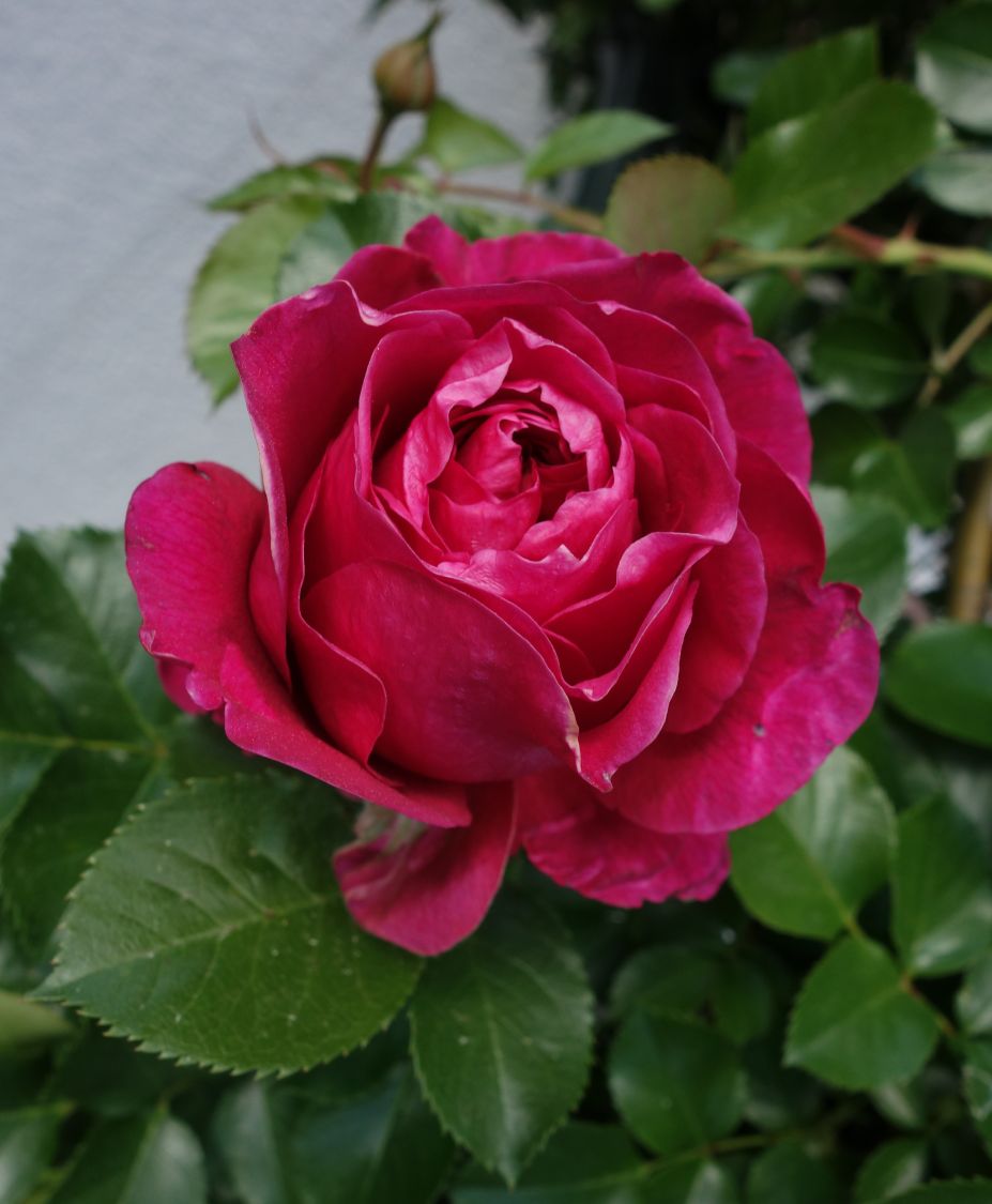 Nostalgie®-Strauchrose 'Soul' ® - Rosa 'Soul' ® ADR-Rose