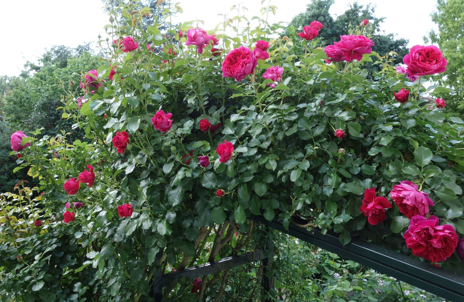 Nostalgie®-Strauchrose 'Soul' ® - Rosa 'Soul' ® ADR-Rose