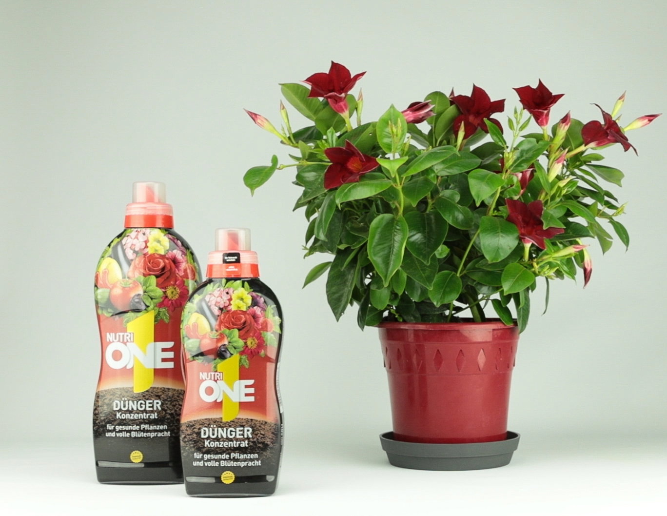 dünger für ficus benjamini Purgrün Ficus-Benjamini-Dünger 1 Liter main image 1