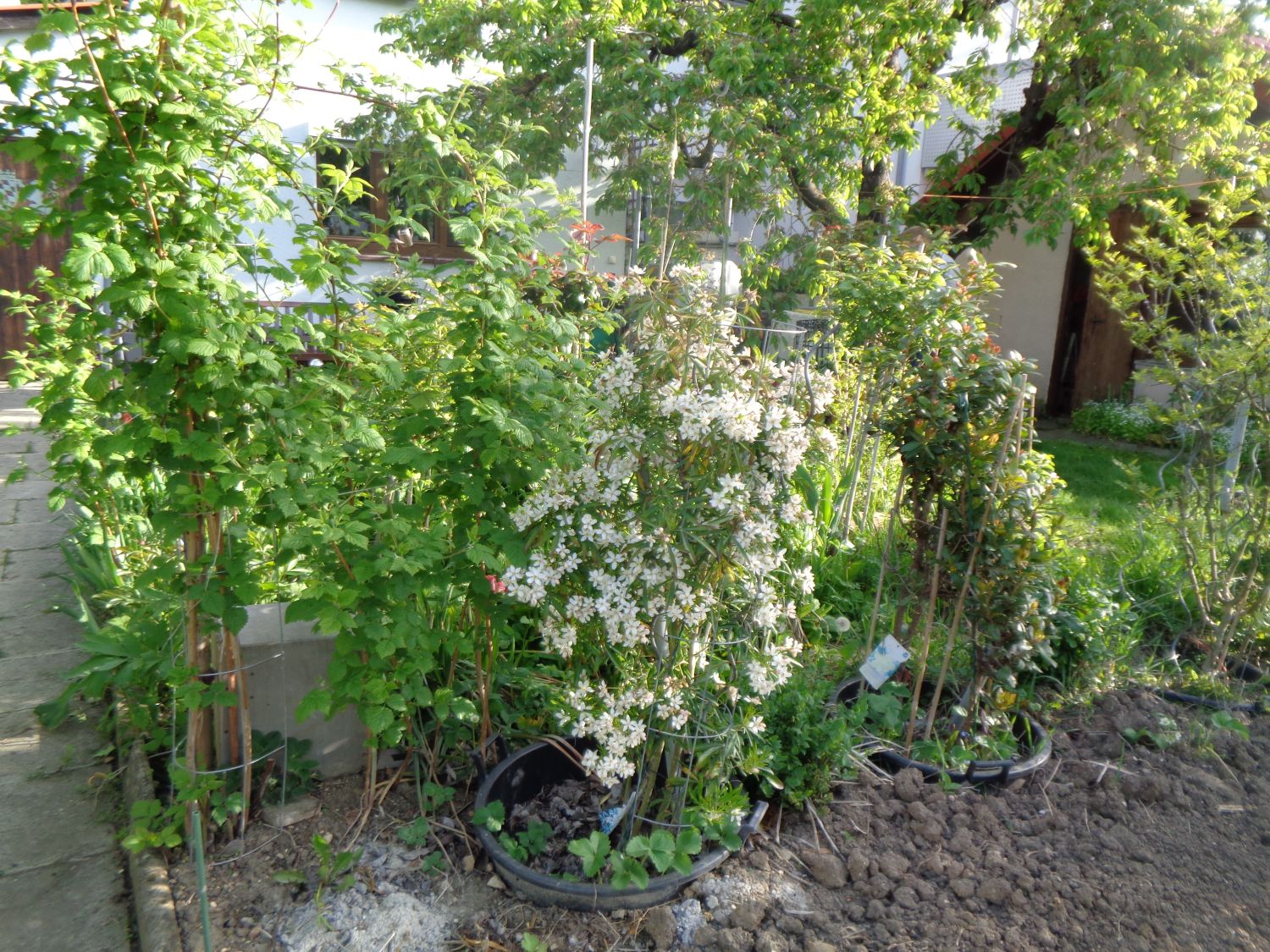 Orangenblume 'White Dazzler' - Choisya ternata 'White Dazzler'