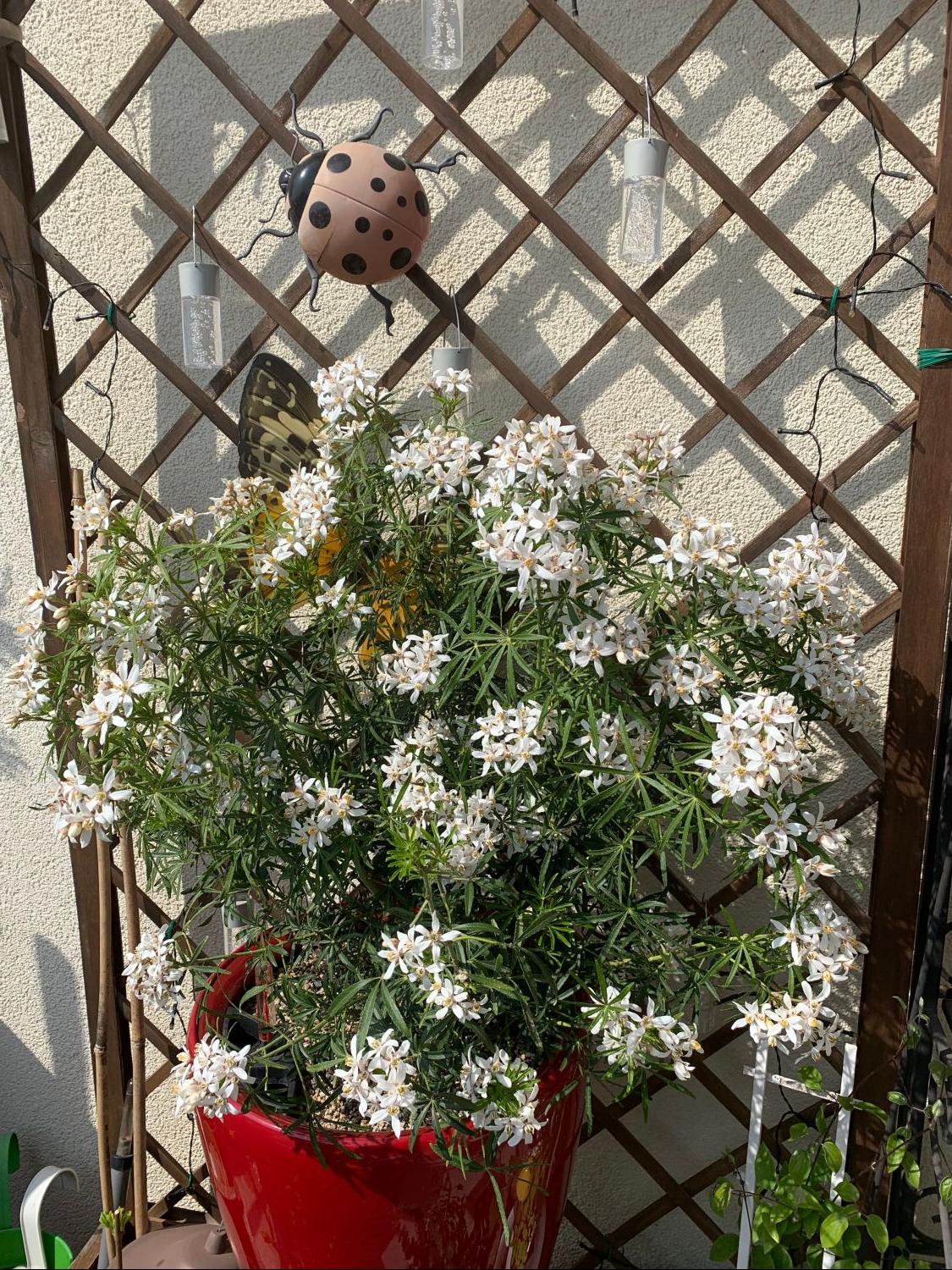 Orangenblume 'White Dazzler' - Choisya ternata 'White Dazzler'