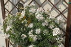 Orangenblume 'White Dazzler' - Choisya ternata 'White Dazzler'