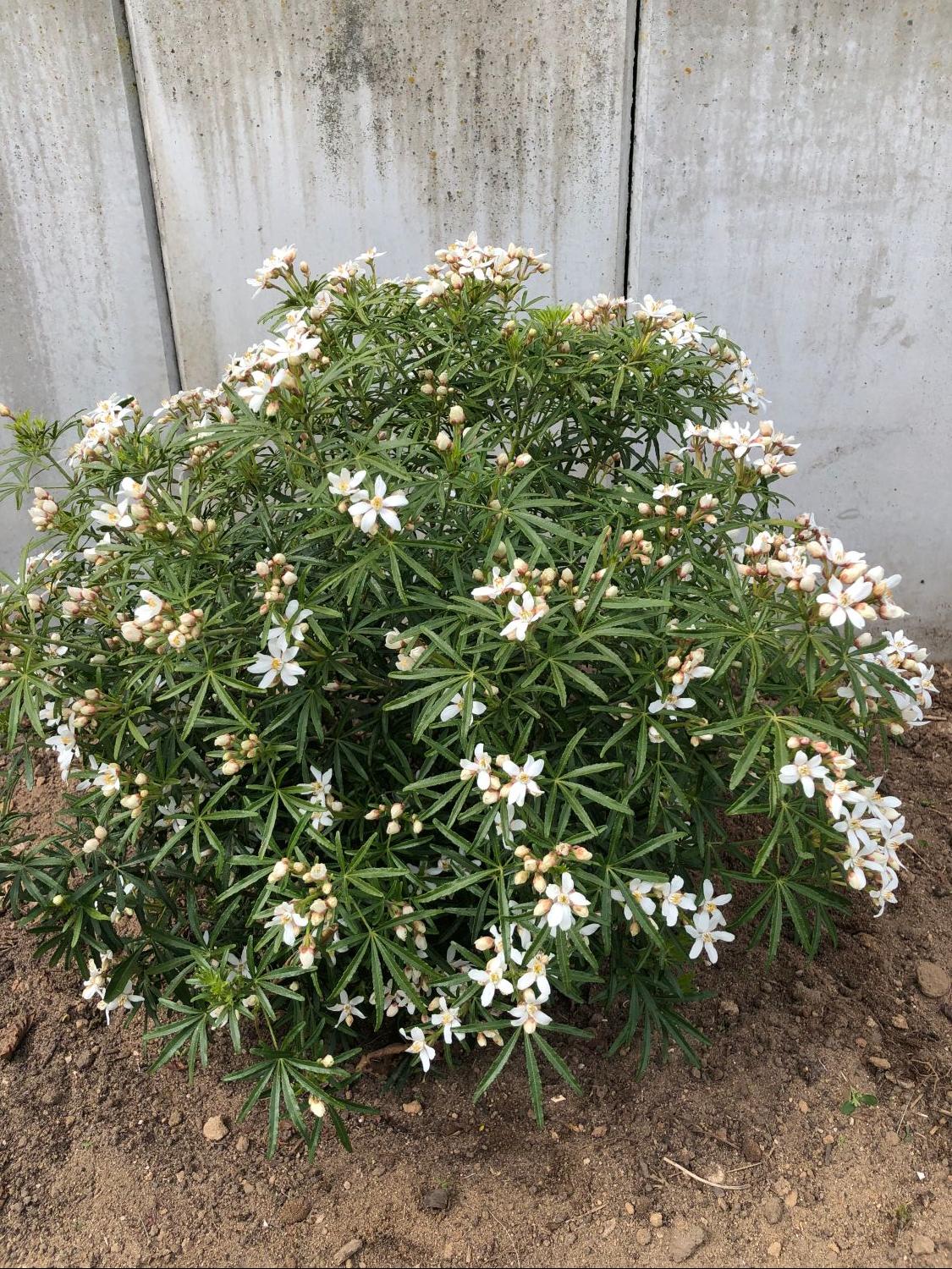 Orangenblume 'White Dazzler' - Choisya ternata 'White Dazzler'