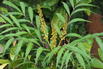 Oregon-Traube 'Volcano', 'MYOY' - Mahonia aquifolium 'Volcano', 'MYOY'