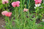 Orientalischer Klatschmohn 'Pink Perfection' - Papaver orientale 'Pink Perfection'