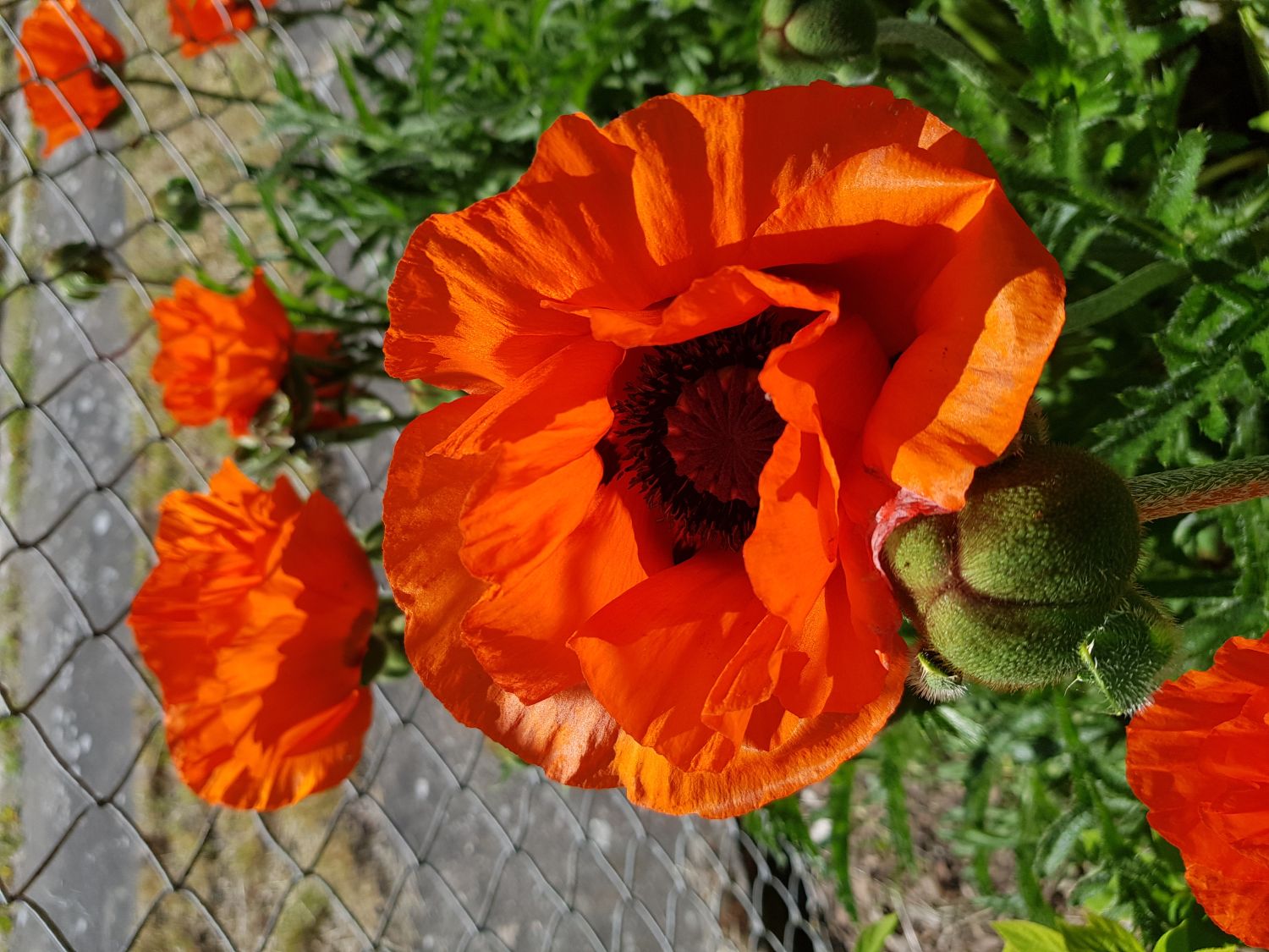 Orientalischer Mohn 'Brillant' Schönste Stauden & Expertenwissen