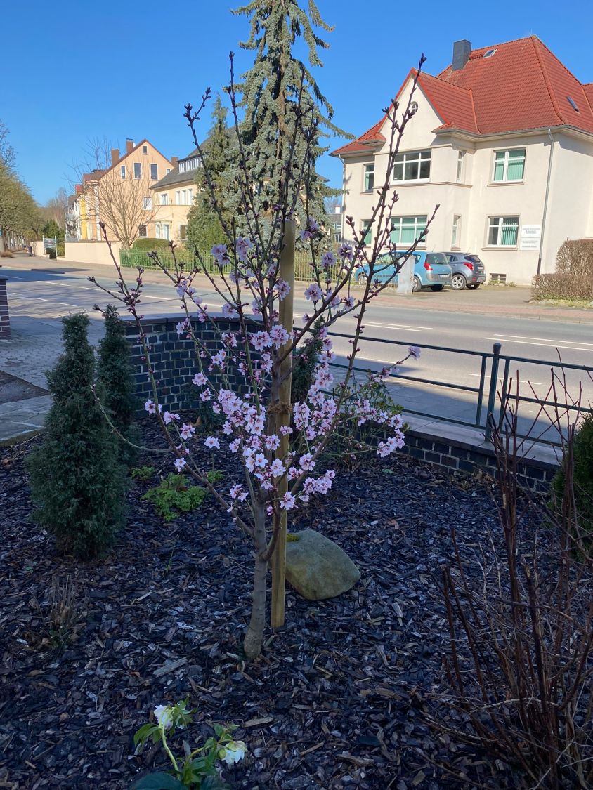 Pfälzer Fruchtmandel 'Pfälzer Fruchtmandel' - Prunus dulcis 'Pfälzer Fruchtmandel'