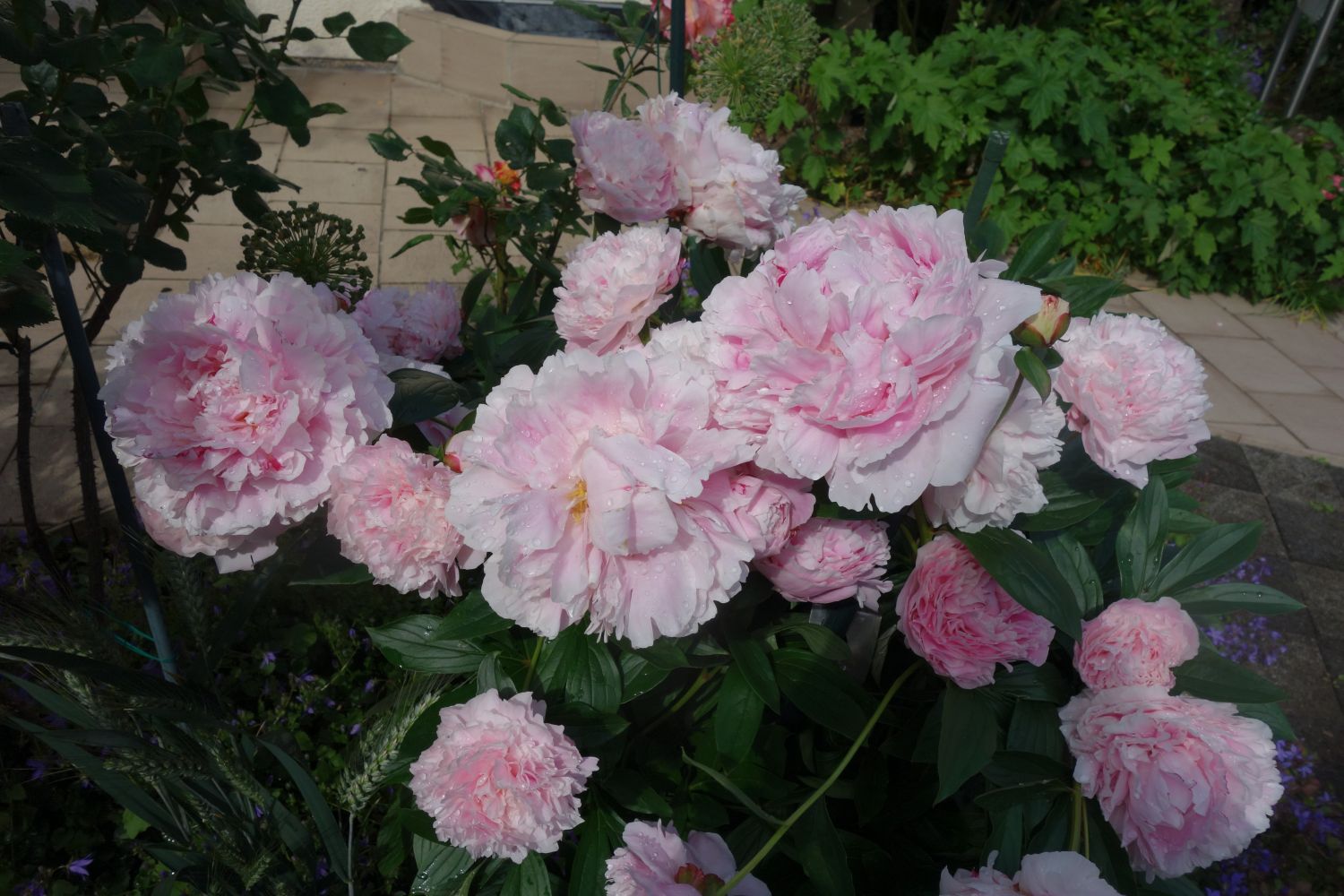 Pfingstrose 'Königin Wilhelmina' - Paeonia lactiflora 'Königin Wilhelmina'