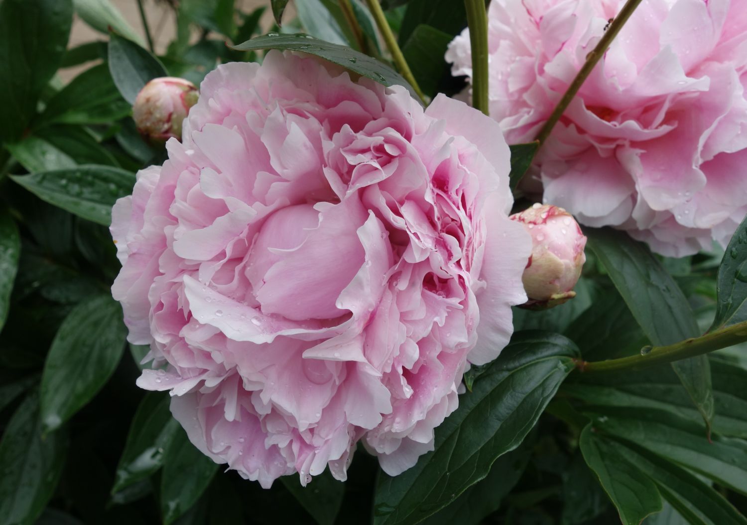 Pfingstrose 'Königin Wilhelmina' - Paeonia lactiflora 'Königin Wilhelmina'