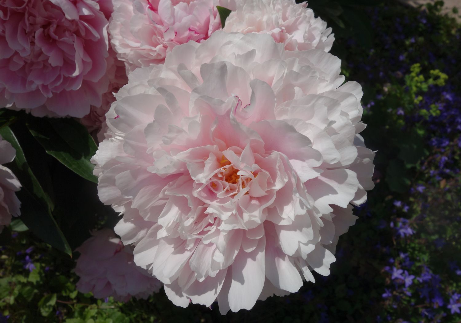 Pfingstrose 'Königin Wilhelmina' - Paeonia lactiflora 'Königin Wilhelmina'