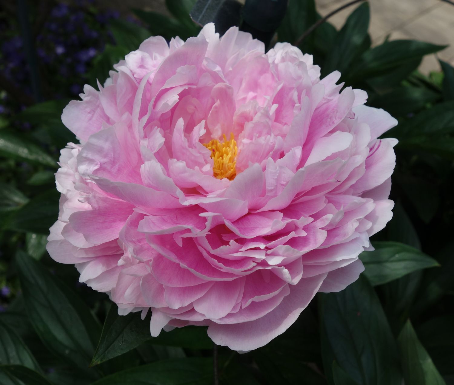 Pfingstrose 'Königin Wilhelmina' - Paeonia lactiflora 'Königin Wilhelmina'