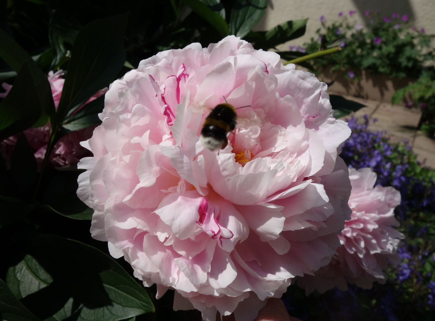 Pfingstrose 'Königin Wilhelmina' - Paeonia lactiflora 'Königin Wilhelmina'