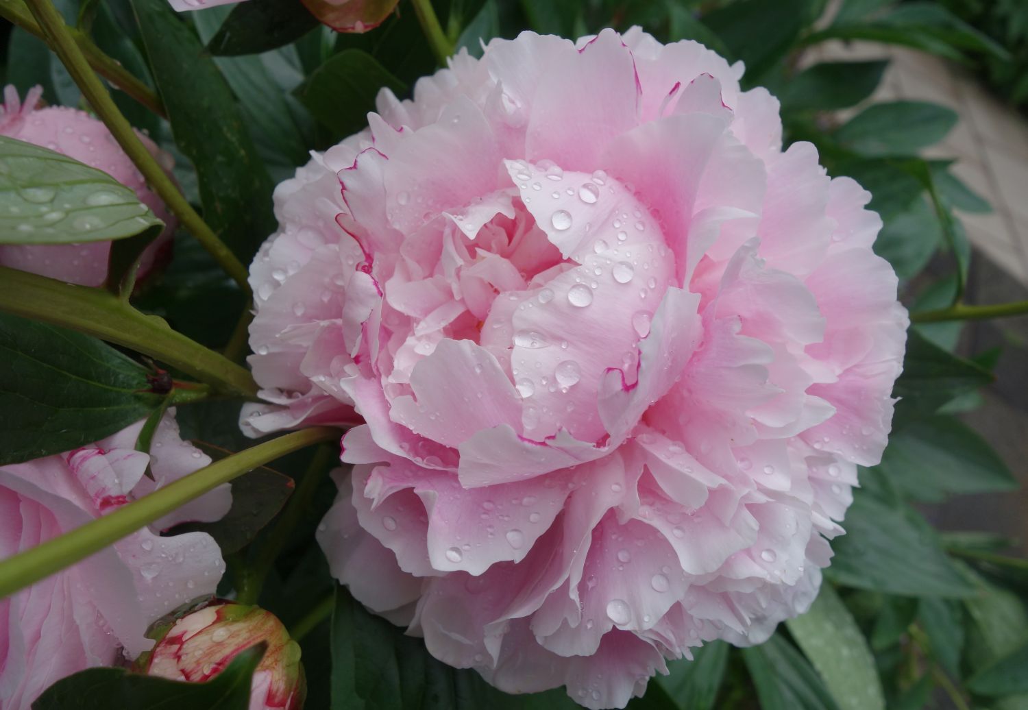 Pfingstrose 'Königin Wilhelmina' - Paeonia lactiflora 'Königin Wilhelmina'