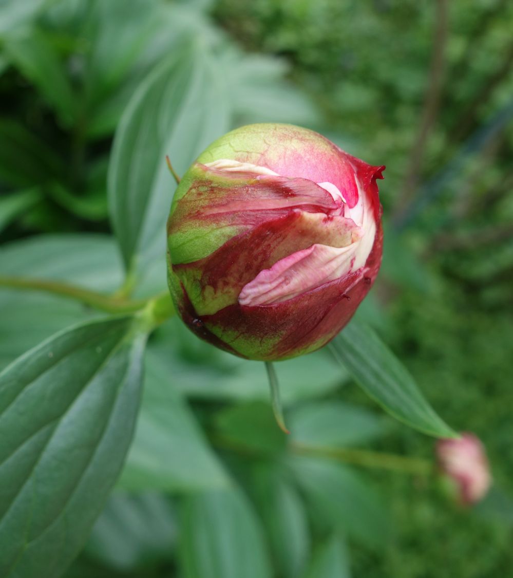 Pfingstrose 'Königin Wilhelmina' - Paeonia lactiflora 'Königin Wilhelmina'