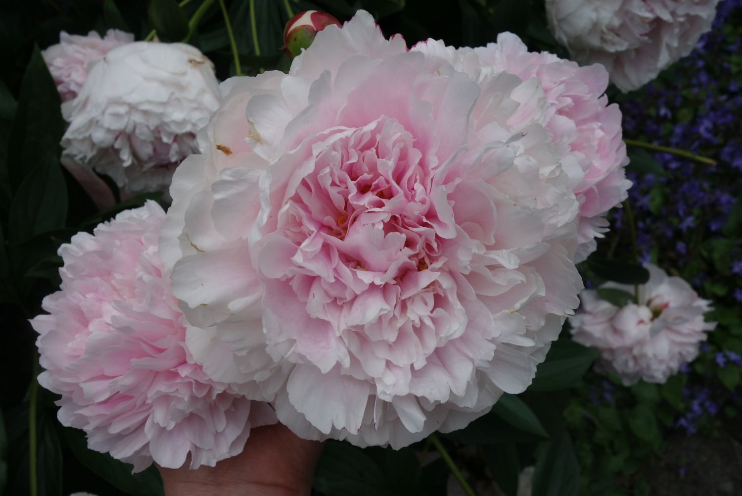 Pfingstrose 'Königin Wilhelmina' - Paeonia lactiflora 'Königin Wilhelmina'