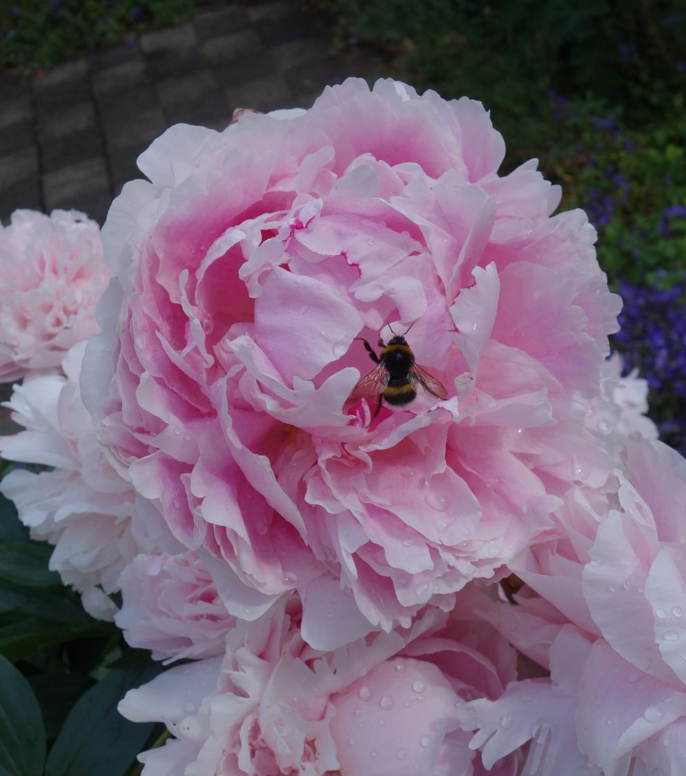 Pfingstrose 'Königin Wilhelmina' - Paeonia lactiflora 'Königin Wilhelmina'