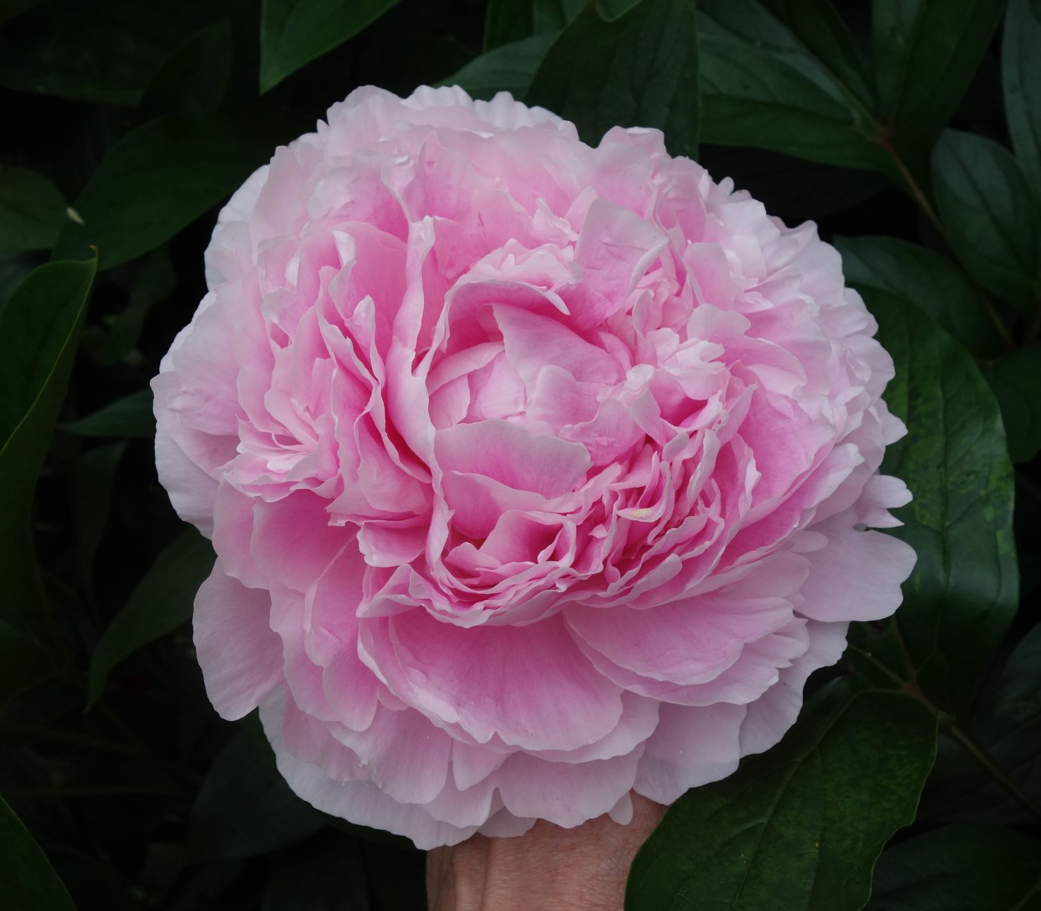 Pfingstrose 'Königin Wilhelmina' - Paeonia lactiflora 'Königin Wilhelmina'