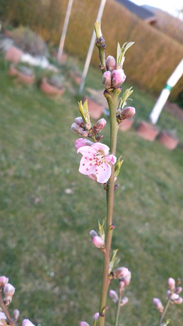 Pfirsich 'Ice Peach' ® - Prunus persica 'Ice Peach' ®