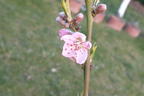 Pfirsich 'Ice Peach' ® - Prunus persica 'Ice Peach' ®