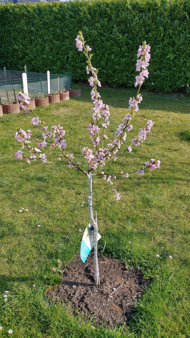 Pfirsich 'Ice Peach' ® - Prunus persica 'Ice Peach' ®