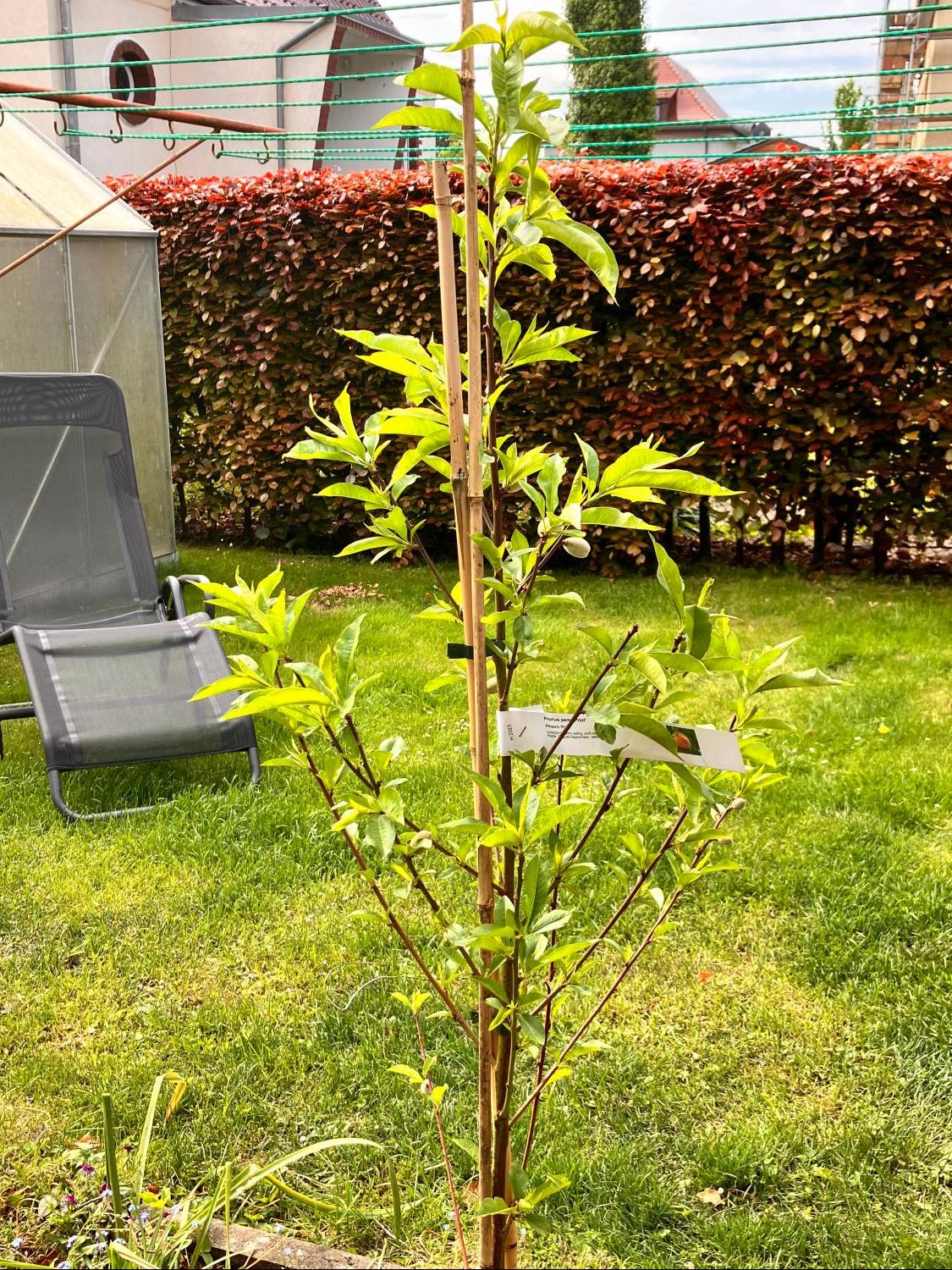 Pfirsich 'Pilot' - Prunus persica 'Pilot'